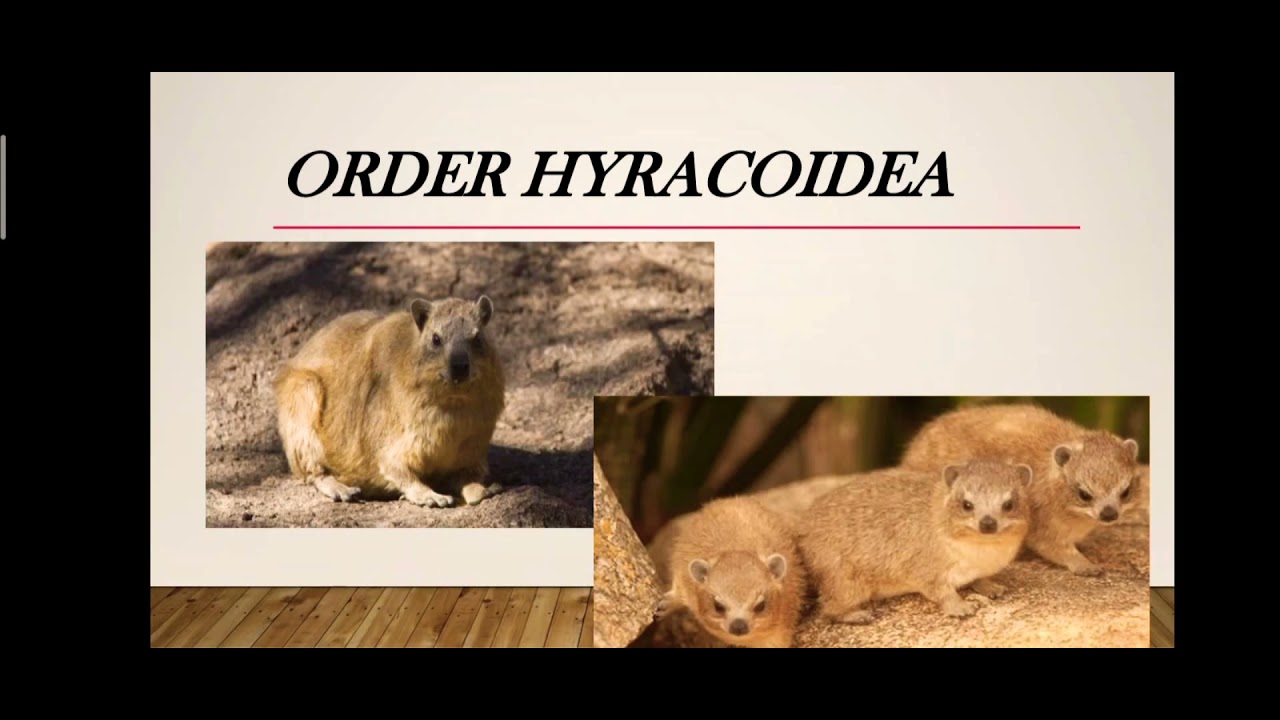 Order Hyracoidea 🐹