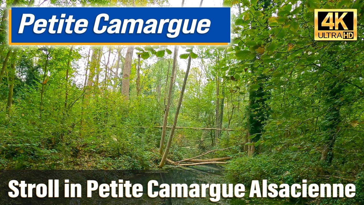 Petite Camargue Alsacienne: Winter Stroll, 4K