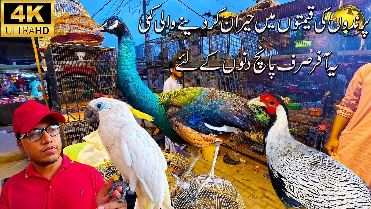 Saddar Exotic Birds Market 2025 Karachi | Unique and Rare Birds offer for five days