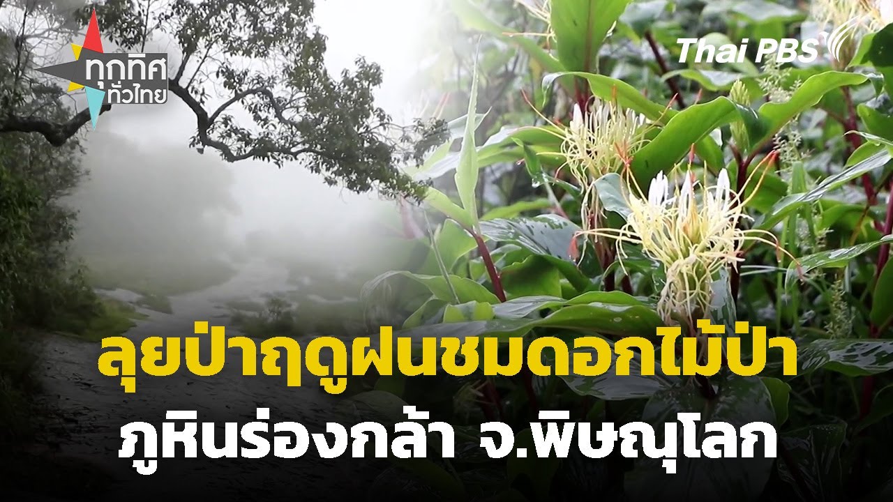 ลุยป่าฤดูฝนชมดอกไม้ป่าภูหินร่องกล้า จ.พิษณุโลก | ทุกทิศทั่วไทย | 5 ส.ค. 67
