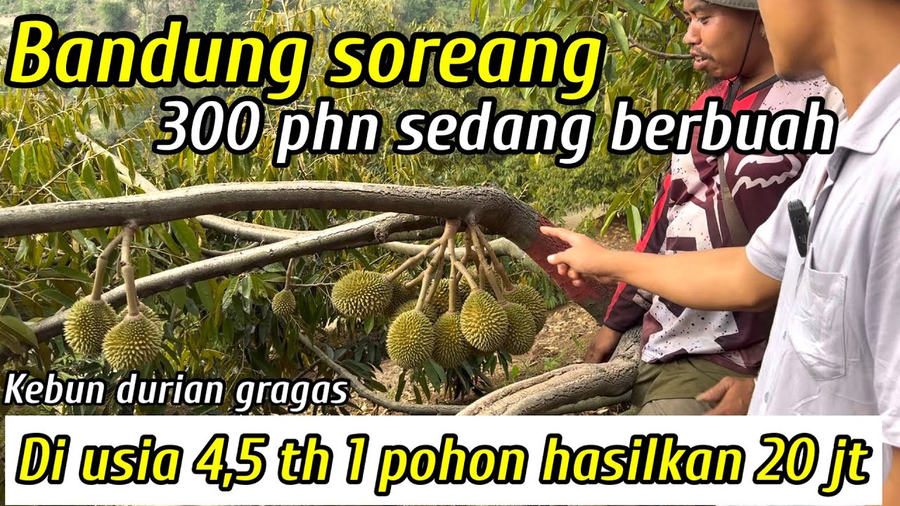 SUKSES BERKEBUN DURIAN DI BANDUNG SOREANG 300 POHON BERBUNGA SEMUA