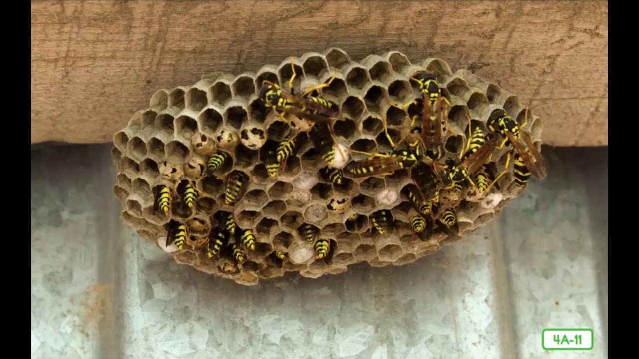 Social Insects: Bees and Wasps