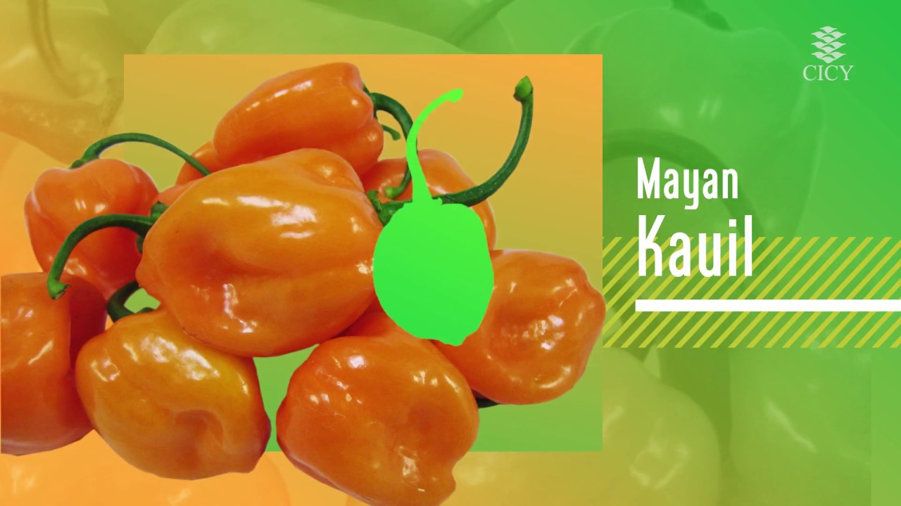 Variedades registradas de chile habanero