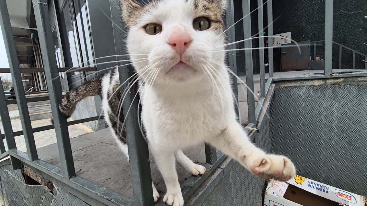 A very friendly street cat. She’s trying to get food from me by being affectionate