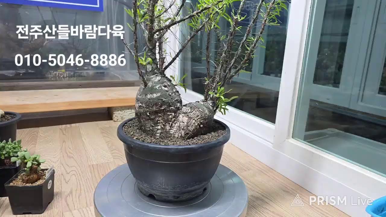 전주산들바람다육 라이브 방송