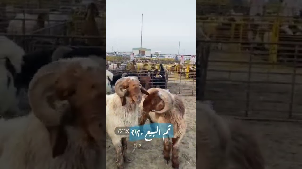 تغطية ونقل مباشرلحراج الغنم سوق حفرالباطن السبت1443/10/28ة لموافق 2022/5/29