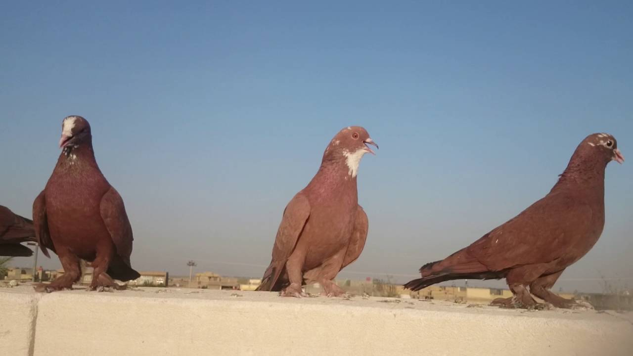 الحمام الاحمر واسط قضاء الحي