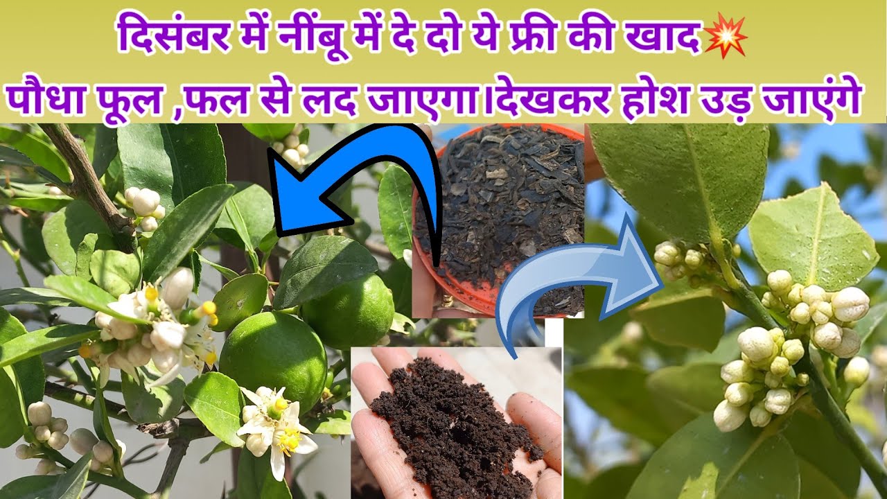 दिसंबर में डालिए नींबू में फ्री की ये खाद ।फरवरी में पौधा नींबुओं से भर जाएगा।lemon plant care tips 
