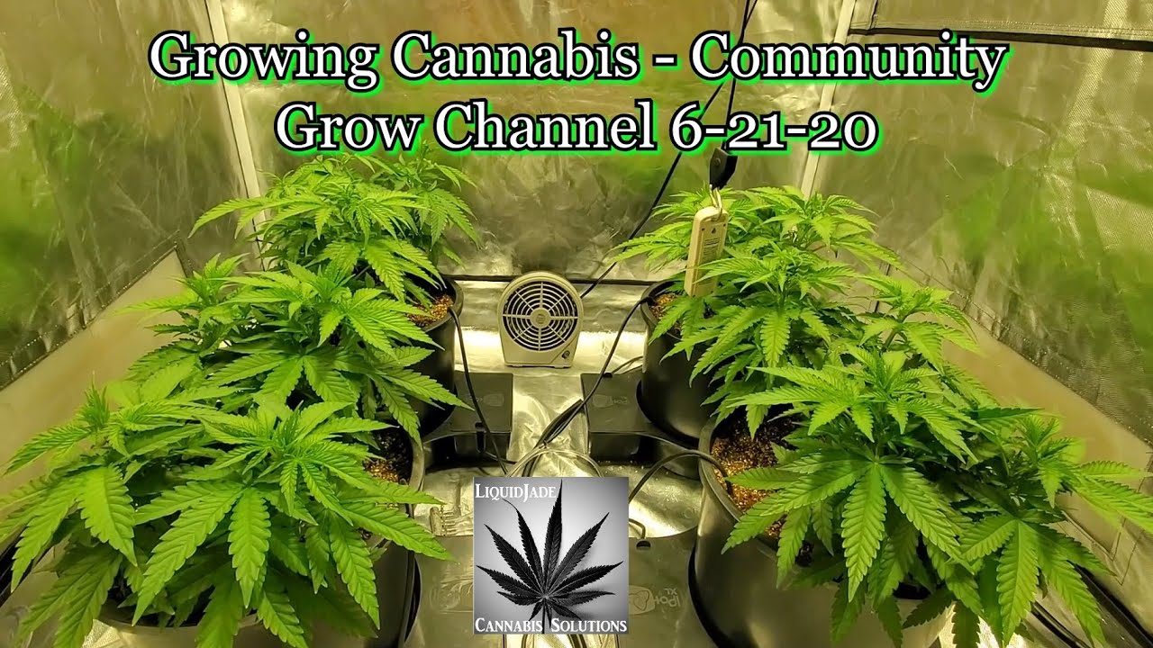 Growing Cannabis - Community Grow Channel 6-21-20