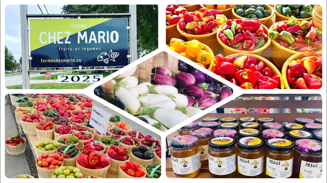 Une très belle sortie à la ferme Mario - auto cueillette 🚜  خرجة للمزرعة 40 دقيقة على مونتريال