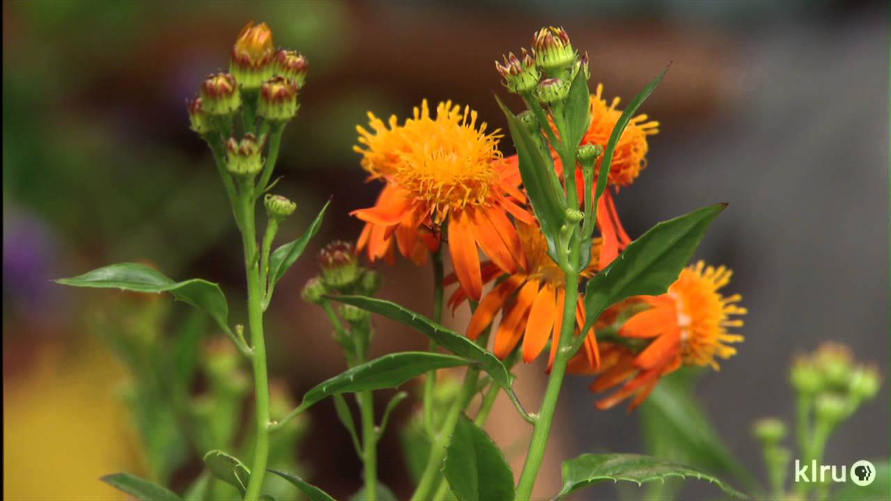 Summertime flower power | Bloomers | Central Texas Gardener