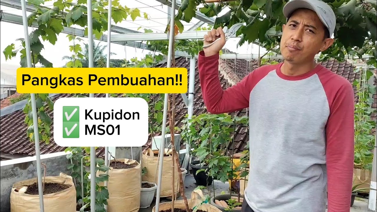 Pangkas pembuahan anggur varian Kupidon & MS01