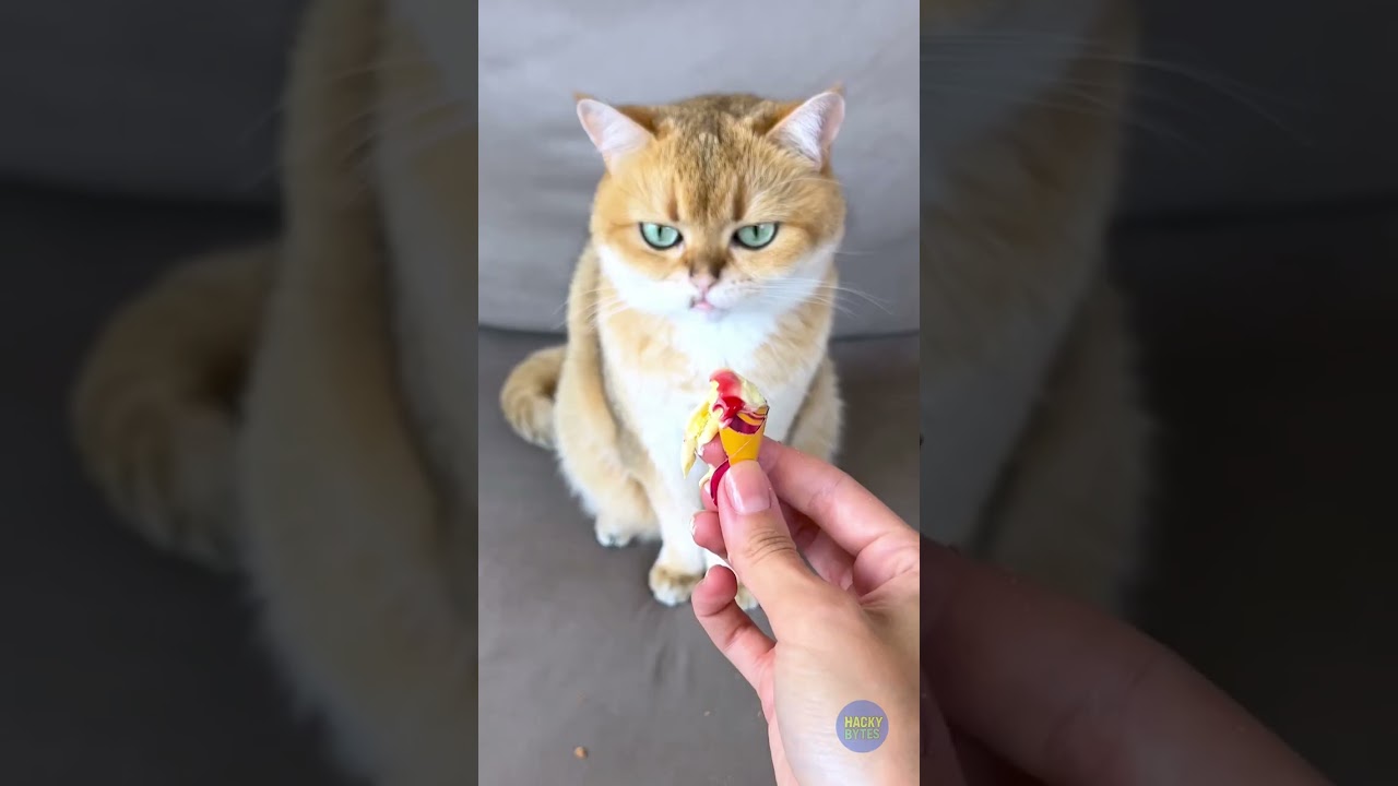 Delicious Ice Cream Tricky Treats for My Adorable Cat! 🐱🍦 