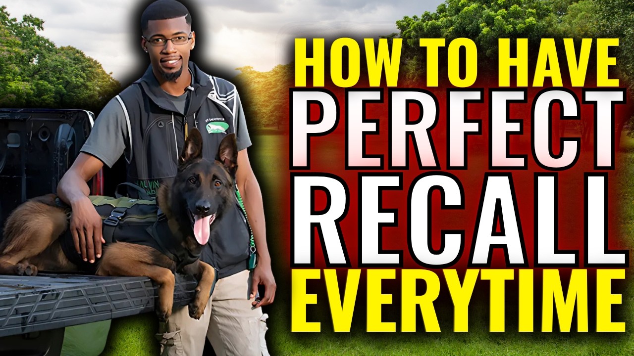 How To Have Perfect Recall With Your Belgian Malinois or Any Dog Every Time