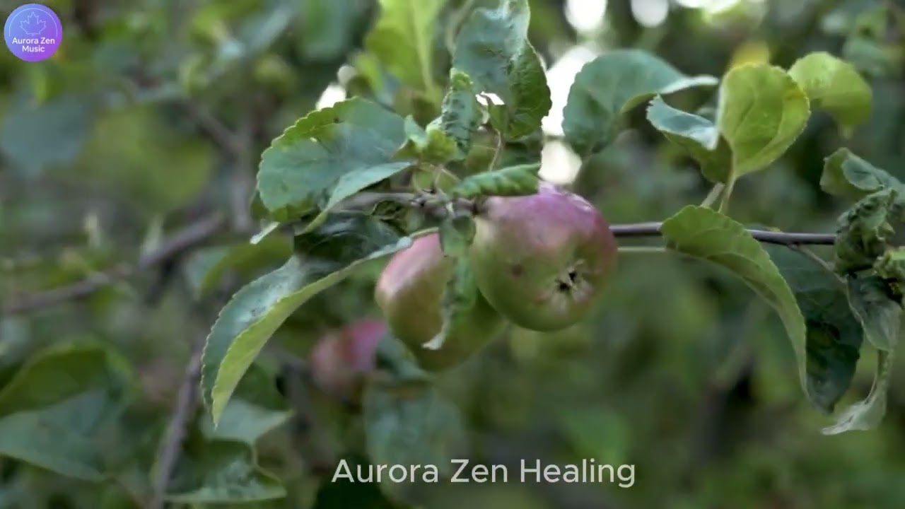 Morning Nature Healing Music 432Hz | Aurora Zen Healing | 3 Hours of Calm & Positive Energy