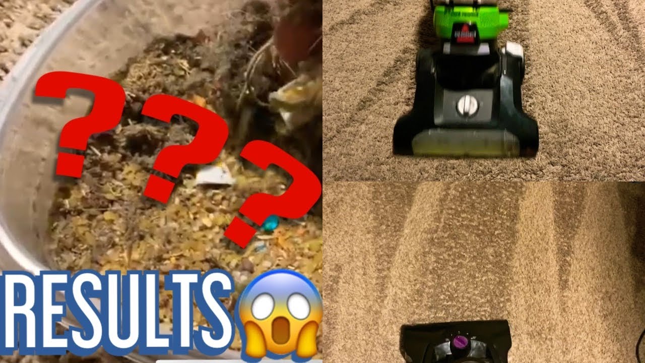 Real Natural Vacuuming w/both vacs-nothing added! (slow sizzley passes.carpet lines..bin dump)🦋💙🤍