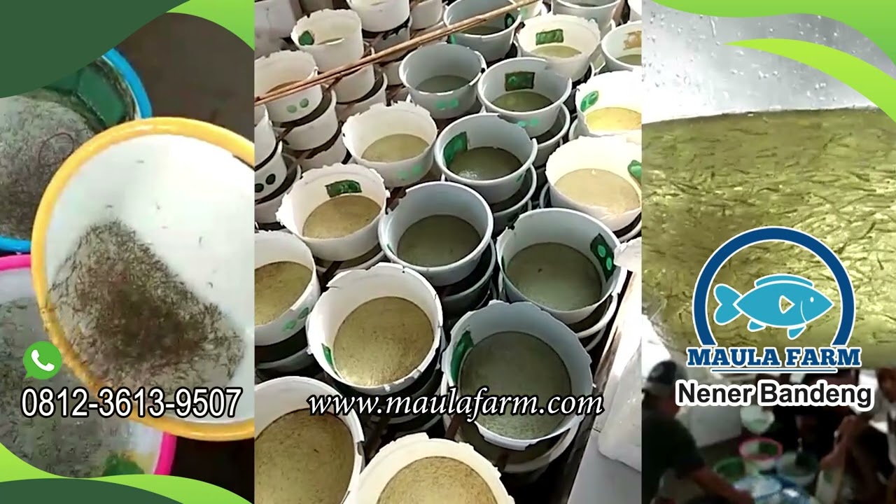 Jual Nener Bandeng – Supplier Bibit Bandeng Terpercaya di Maulafarm.com