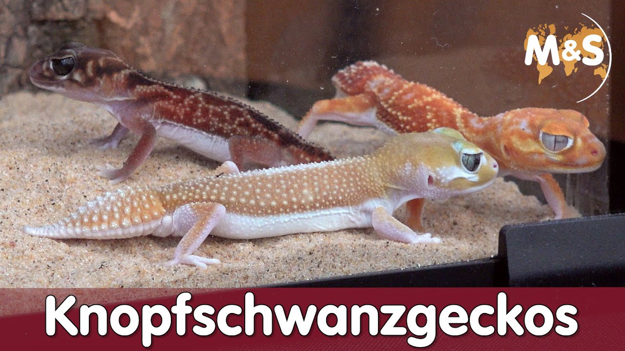 Knopfschwanzgeckos | Far East Nephrurus | China - Pet Fair Asia 2019