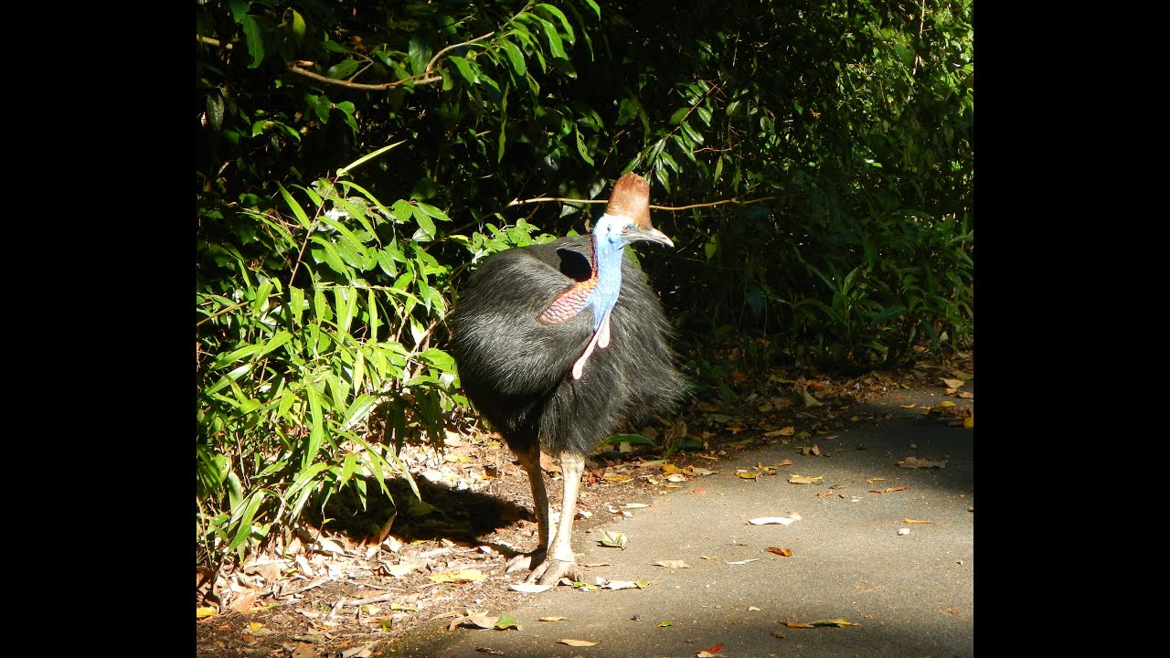 Uncle Brian's Tour - 2 Days Cape Tribulation - Cairns Australia