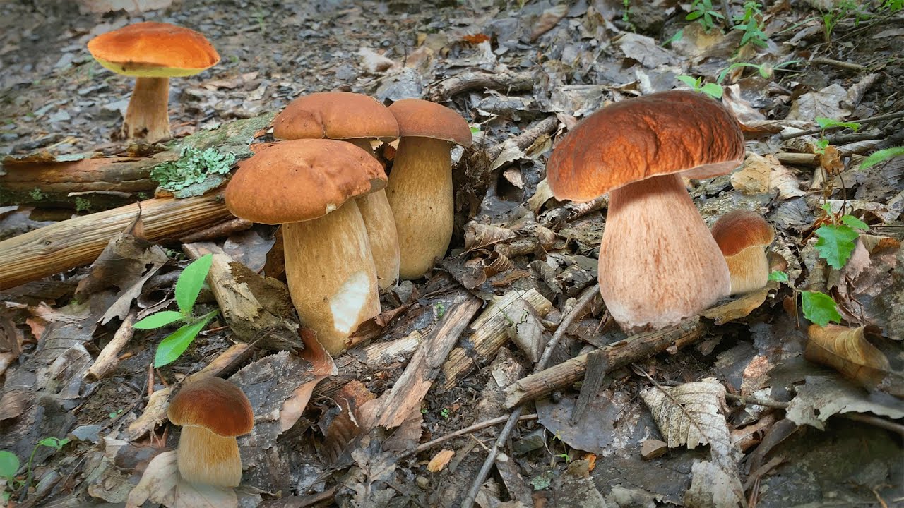 Mushroom Foraging - June 12th 2024 (KING BOLETE)