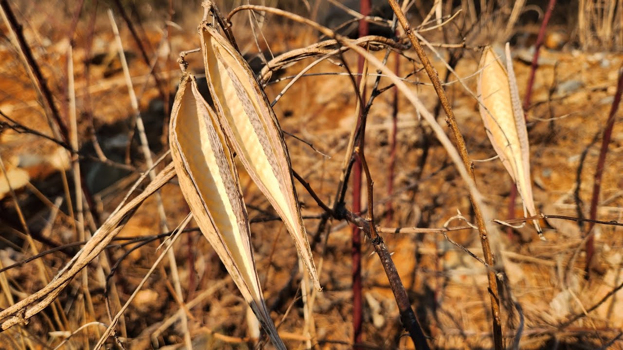 노래 일발~장전 전선을간다 백수오 뿌리약초 #백수오 #전선을간다 #백수오 #심마니 #뿌리약초 #전선을간다 