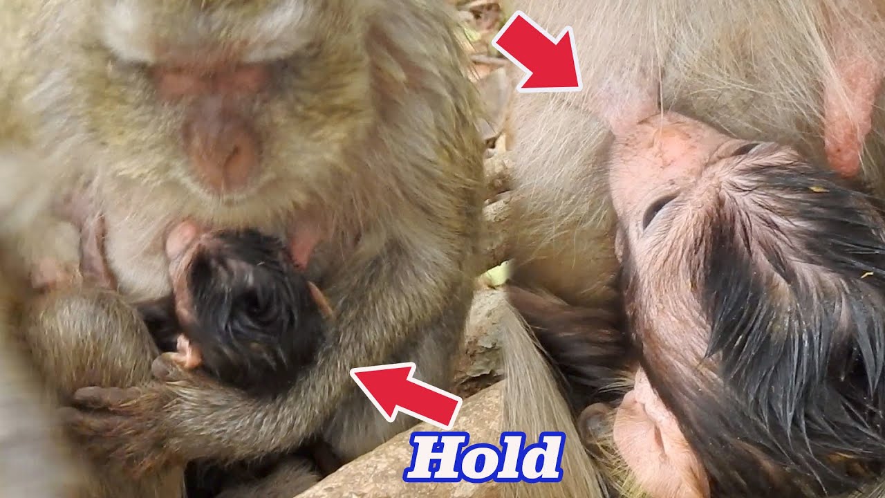 Amazing action..! Mom hold Premature baby's body to breastfeeding, Smallest baby Vega was care best