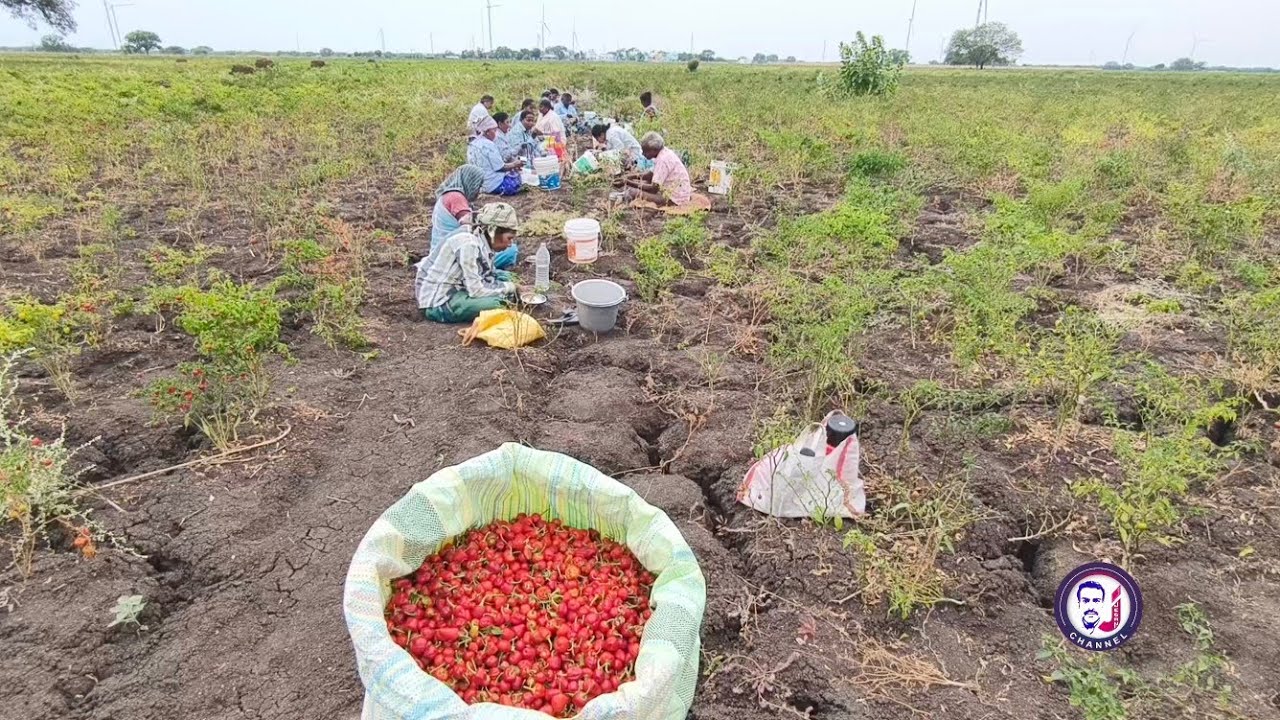 கரிசல்காட்டு மிளகாய் பறிப்பு காட்டு சாப்பாடு /Village food life /Sayalgudi Jegan 