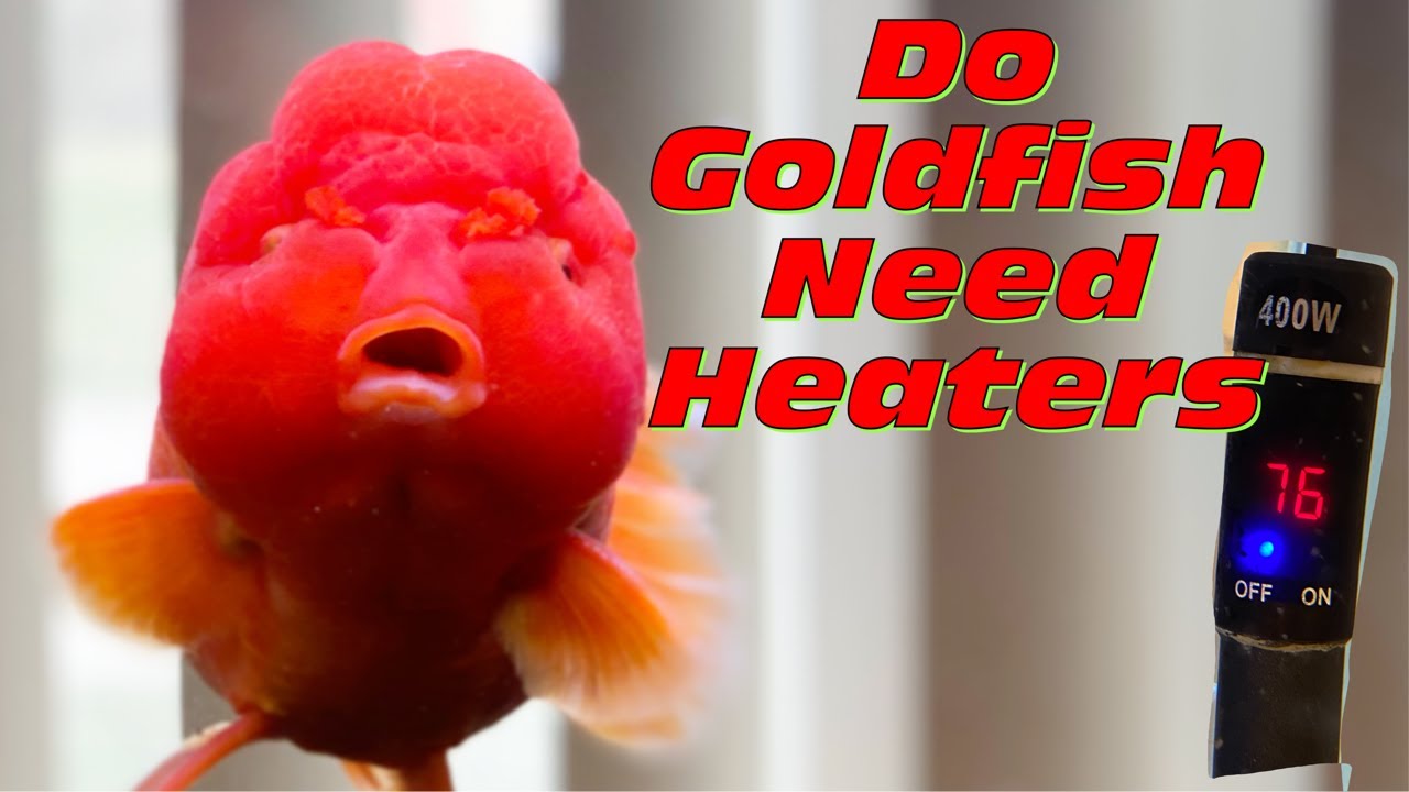 Do Goldfish Need a Water Heater? Yes! - Ideal Temp for Fancy Goldfish
