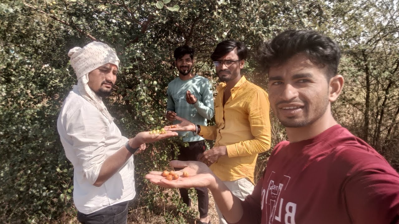 थेट शेतात 🥰 गावरान बोर | 3 रा दिवस