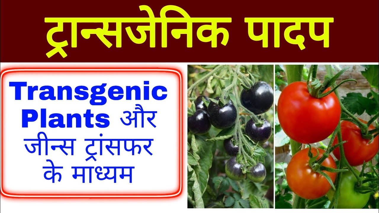 ट्रान्सजेनिक पादप | Transgenic plants | Transgenic padap | biology in hindi | biology science sk