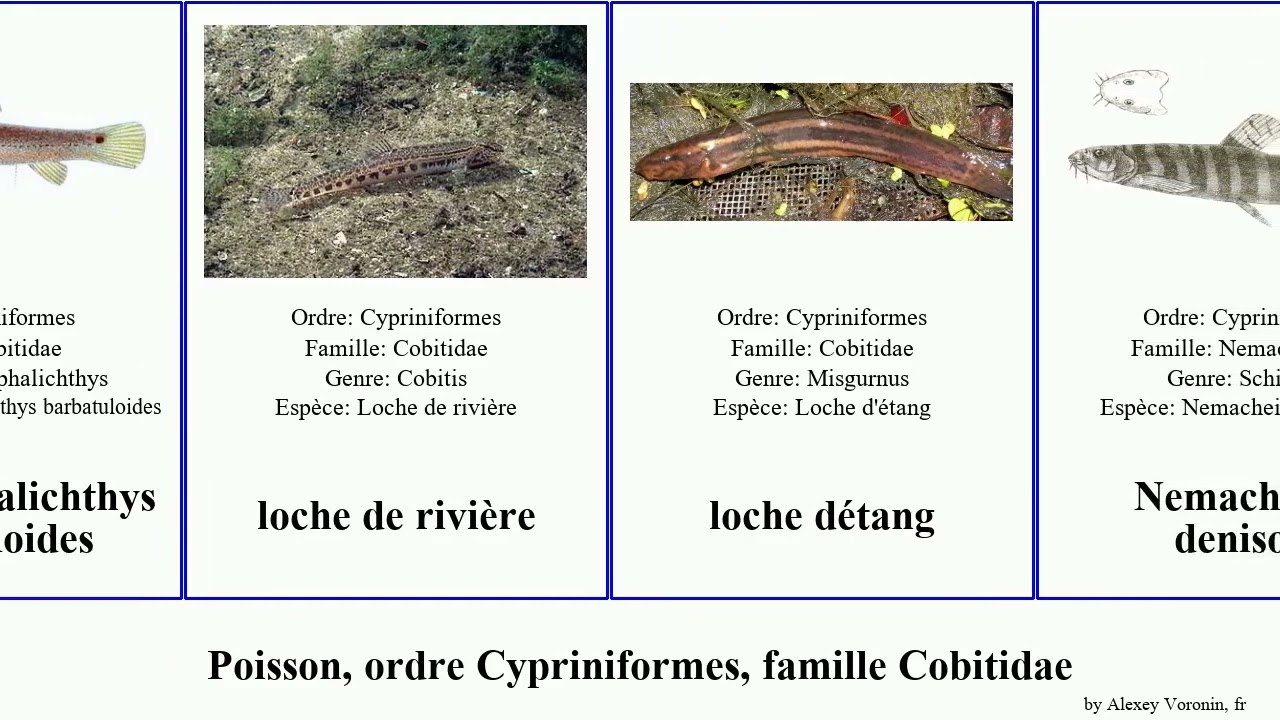 Fish, ordre Cypriniformes, famille Cobitidae brucei leonardi striata loche oblonga Pangio Cobitis