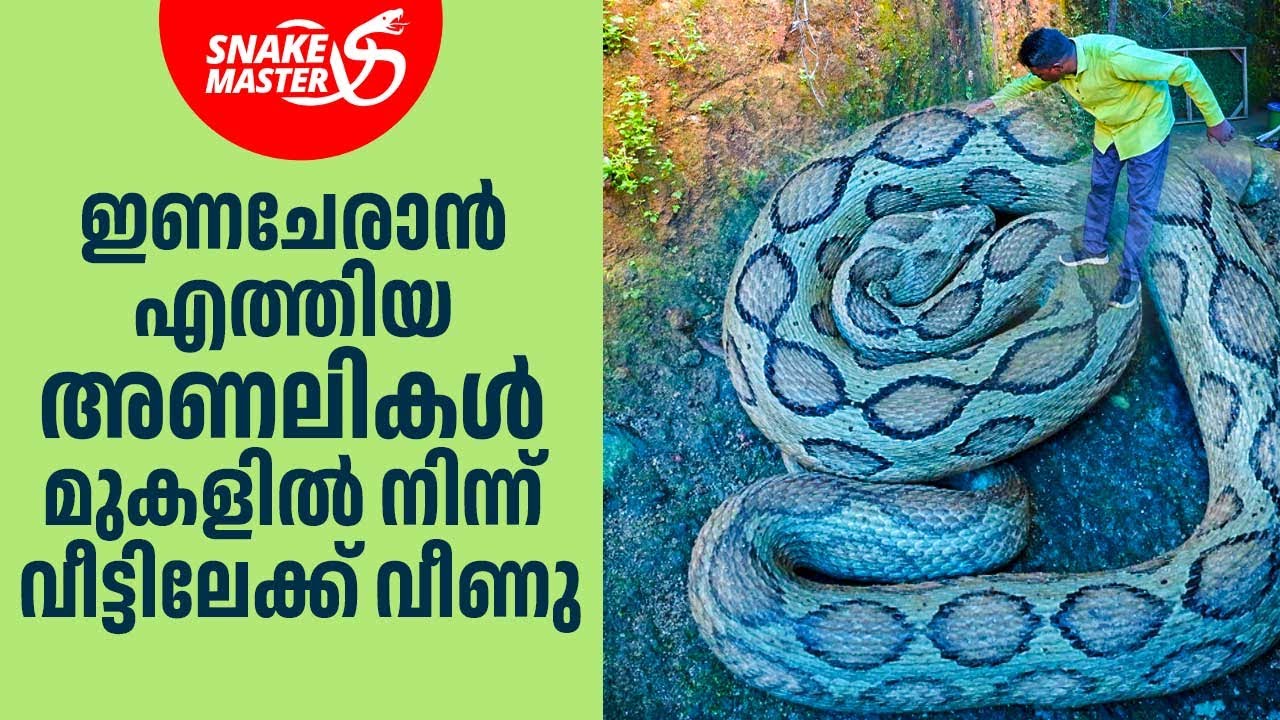 ആക്രമണകാരിയായ അണലി കടിക്കാനായി വട്ടത്തിൽ ചുറ്റി | Vava Suresh | Snakemaster 1129