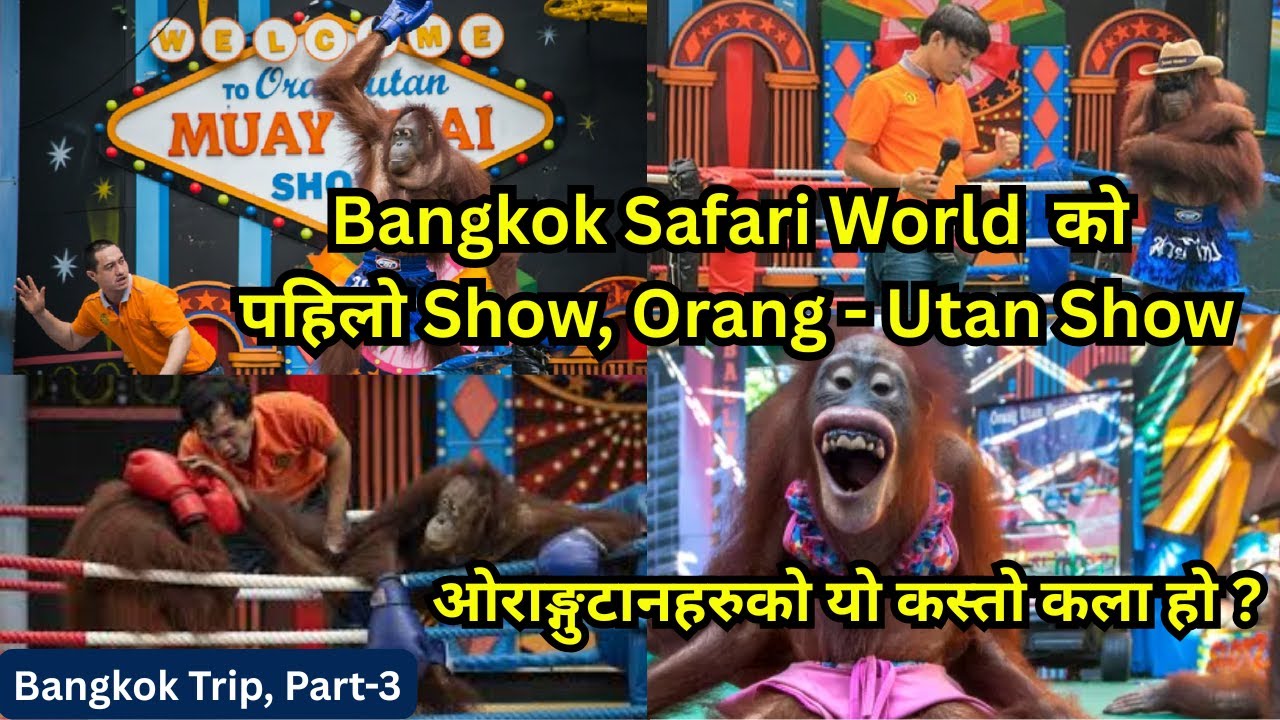 Bangkok Safari World Trip  । Part-3 । Orang-Utan Show। यो कस्तो मजाको कला । HariSaru Official 