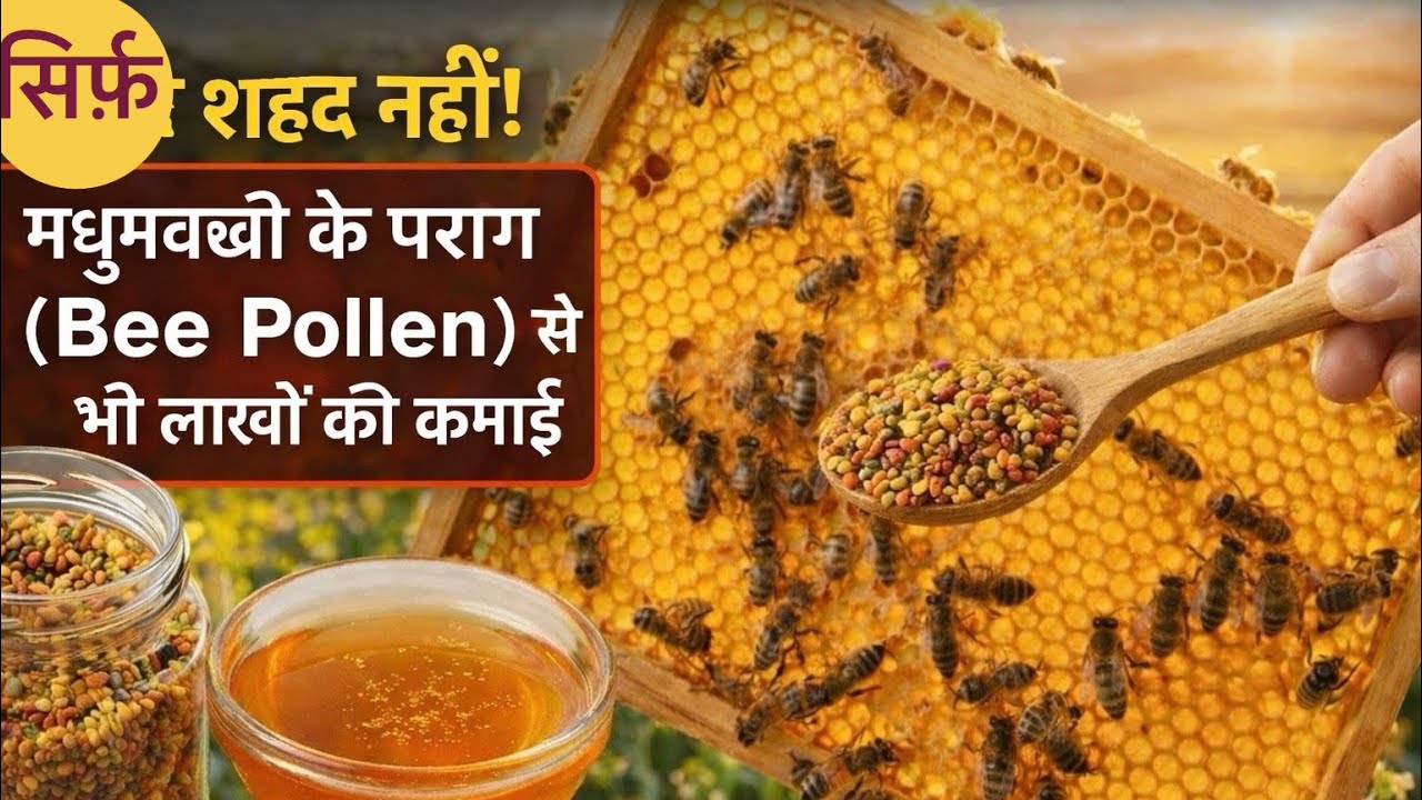 सिर्फ शहद नहीं! मधुमक्खी के पराग (Bee Pollen) से भी लाखों की कमाई