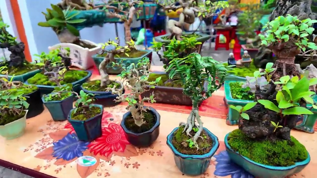Gặp 1 gian h&agrave;ng bonsai si&ecirc;u mini ở Nam Định