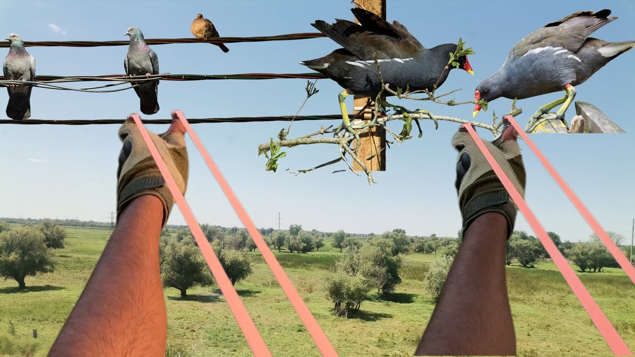 Epicki dzień polowań z moim wujkiem | 7 gołębi, 2 czajki i 1 kurka wodna!