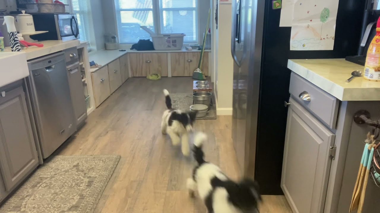 A Day in The Life of a Standard Poodle Breeder. July 2, 2022