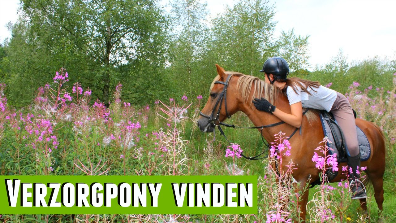 Hoe vind je een verzorgpony?