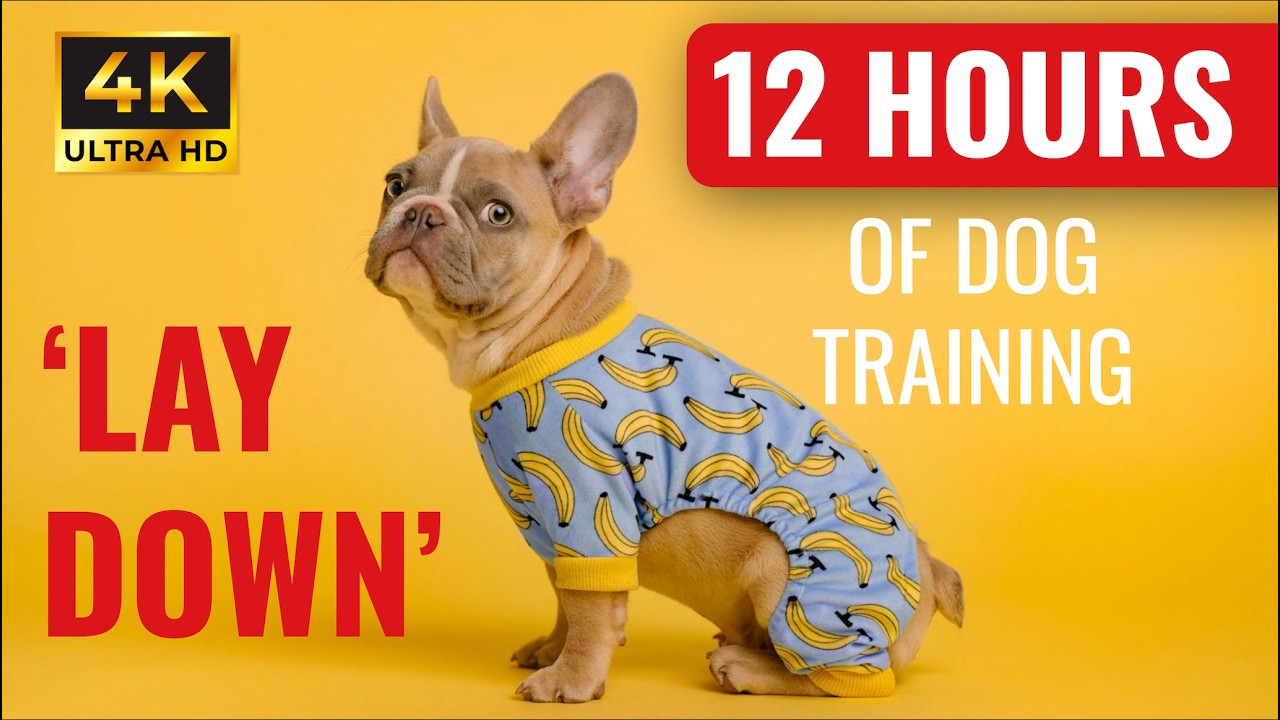 Home Alone Dog Training | 12 Hours of Calm &ldquo;Lay Down&rdquo; Practice for Relaxed, Obedient Dogs