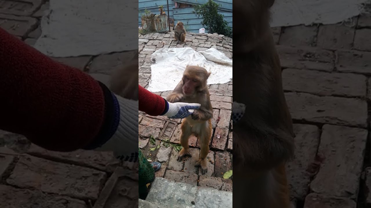 #monkey #very #video #monkey #shortvideo #monkey #comedy #very #video #monkey Jai Shree Ram 
