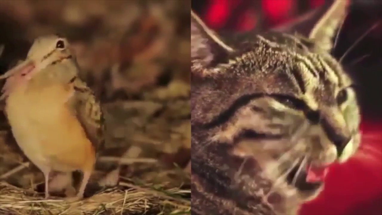 Bird and Cat Sing 