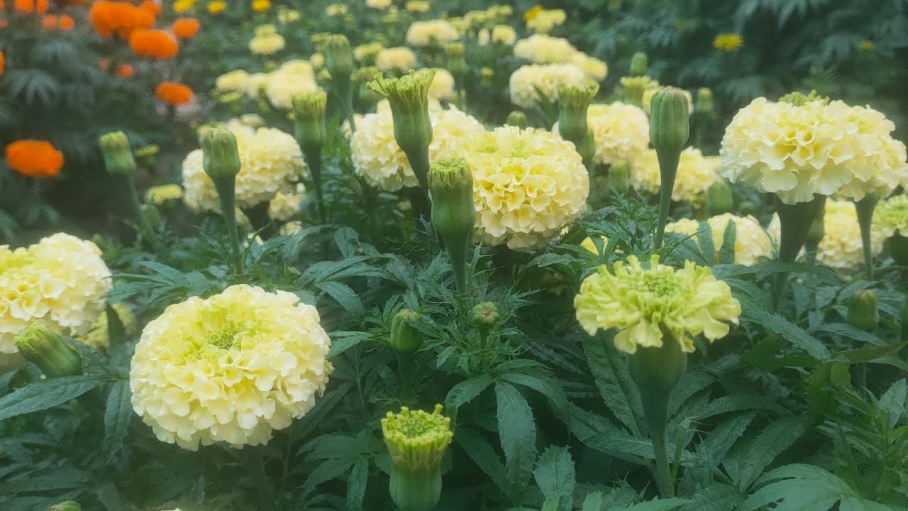 Cách tưới phân kìm bông vạn thọ hiệu quả,giai đoạn 20/12 , huỳnh tinh vlog