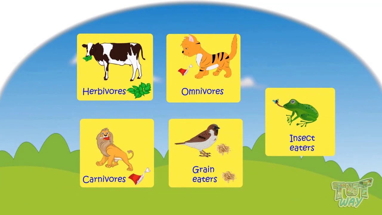 Animals Food and Shelter | Grade 1 & 2 Science | Tutway