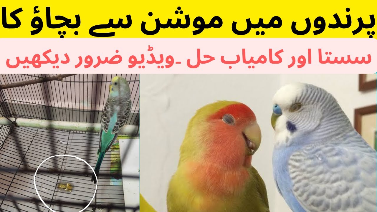 Birds loose motion medicine Treatment in summer. Parindo ma motion sa bachaw ka sasta or kamyab hal