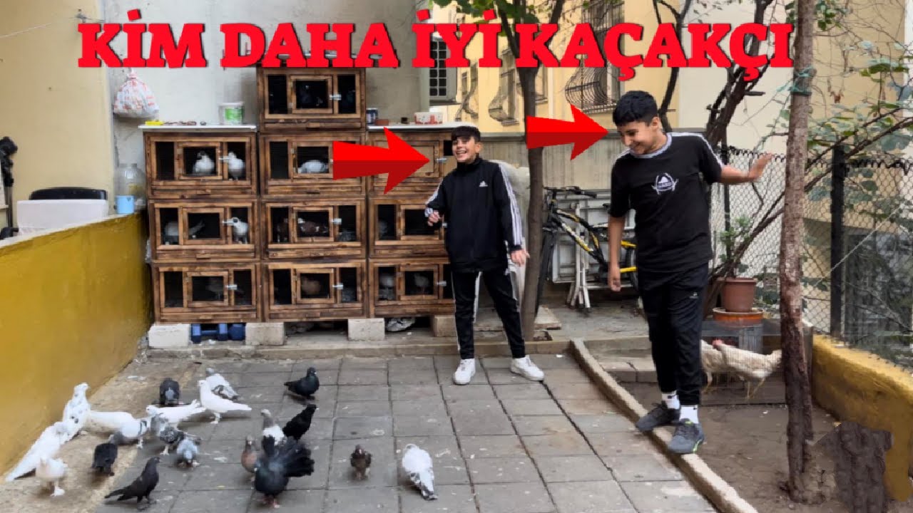 Emir Ve Muhammet Kaçak Güvercin Yakalama ( Kaybeden Kazanana Kuş Alacak )