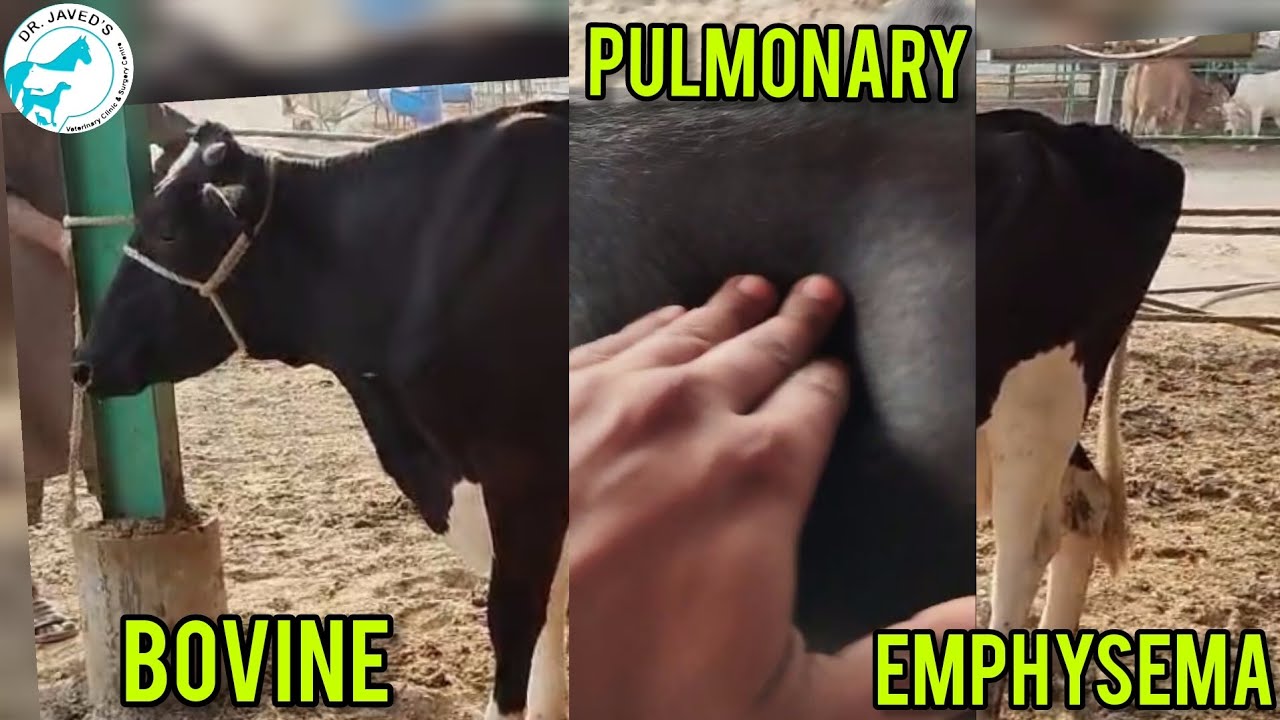 Bovine pulmonary Emphysema|Gas Gangrene in cattle#vet surgeon Dr javed khoso.
