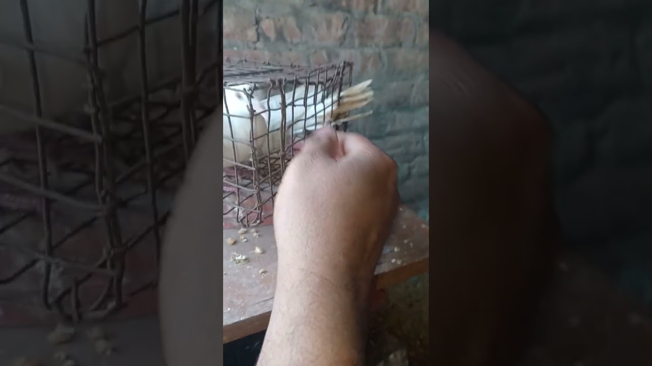 Naye mehman aagye (white dove)
