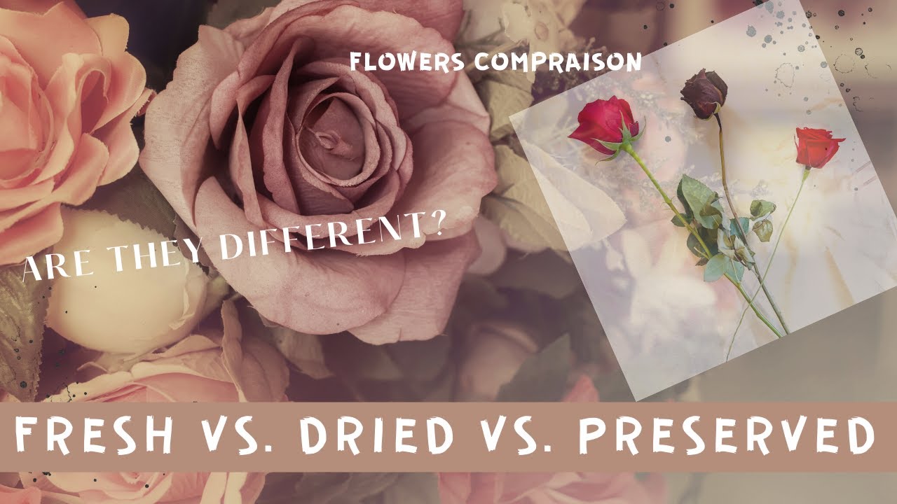 【PRESERVED FLOWERS】Difference between FRESH, DRIED, AND PRESERVED Flowers