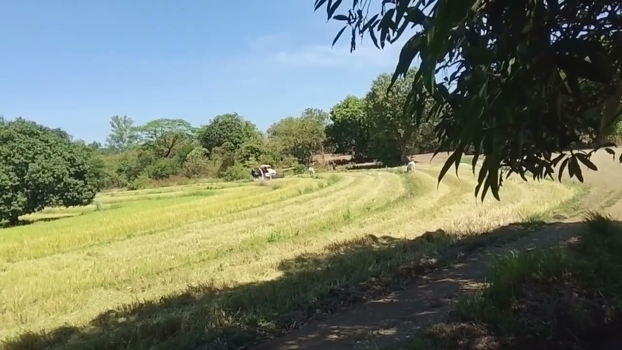Pa harvest muna ng palay #video #viral #farming #subscribe 