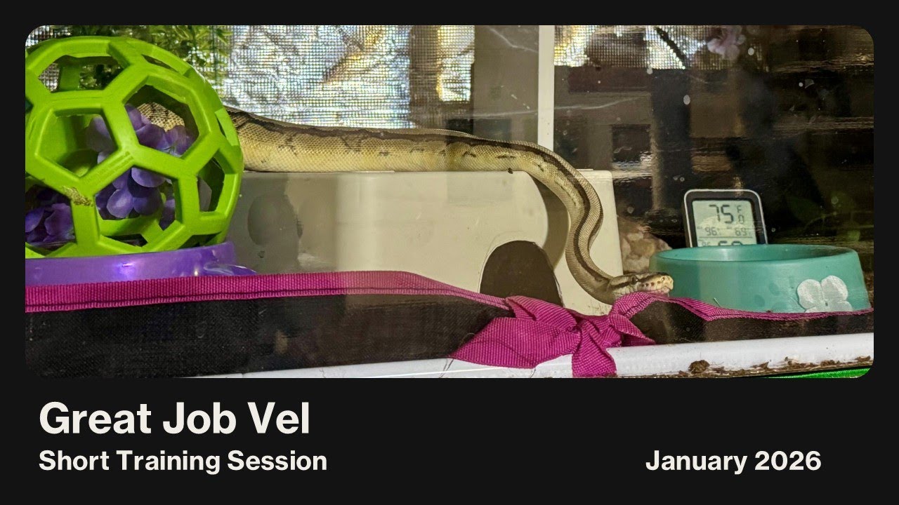 Great Job Vel: Short Target Training Demo